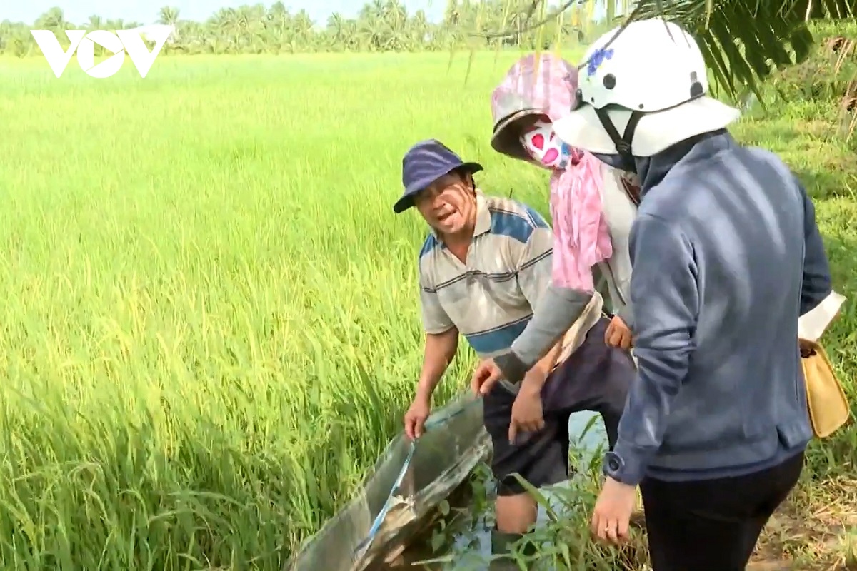 nong dan tra vinh lao dao vi chuot tan cong lua dong xuan hinh anh 2