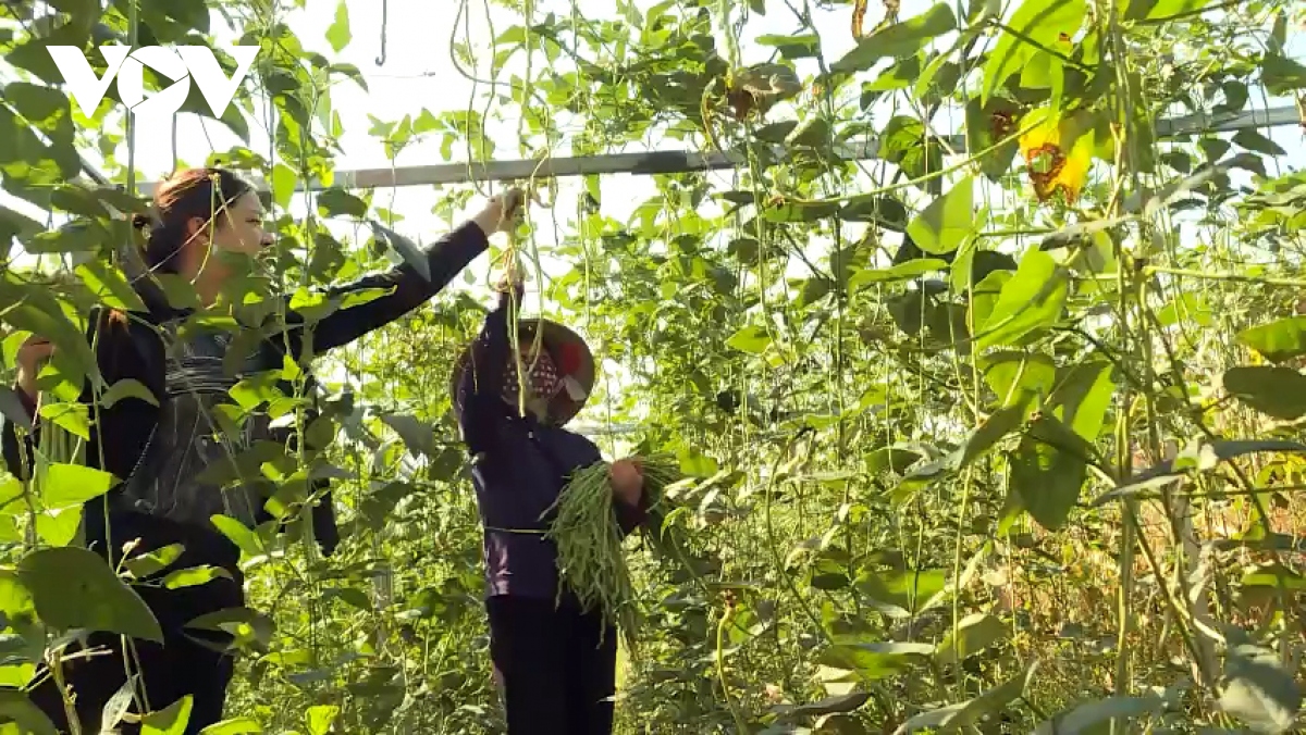 7,5 tan dau dua ngam muoi cua lao cai san sang len duong di nhat ban hinh anh 1