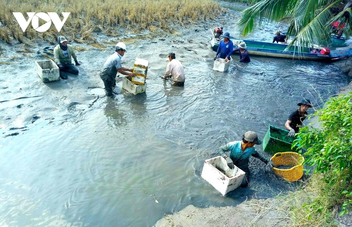 mo hinh san xuat lua tom giup nong dan ca mau lam giau hinh anh 2