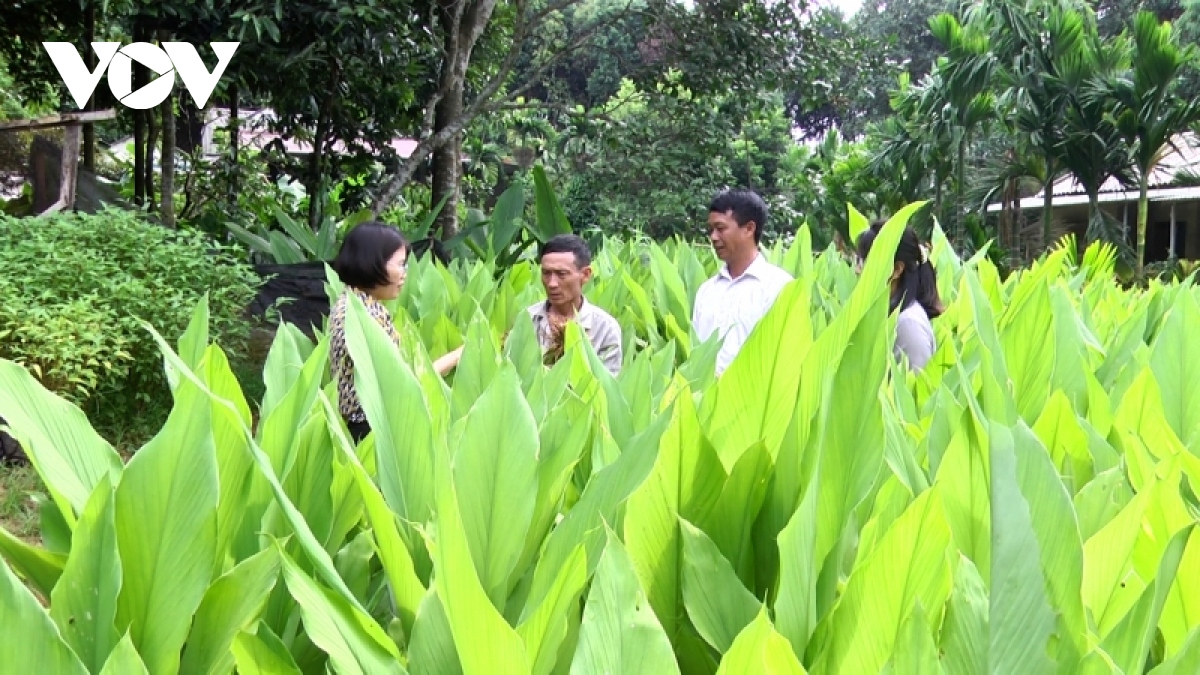 nong dan mien nui day manh phat trien nong nghiep hang hoa ngay tu dau nam hinh anh 1