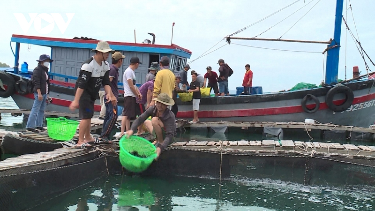 phu yen tim giai phap nuoi tom phat trien ben vung hinh anh 3