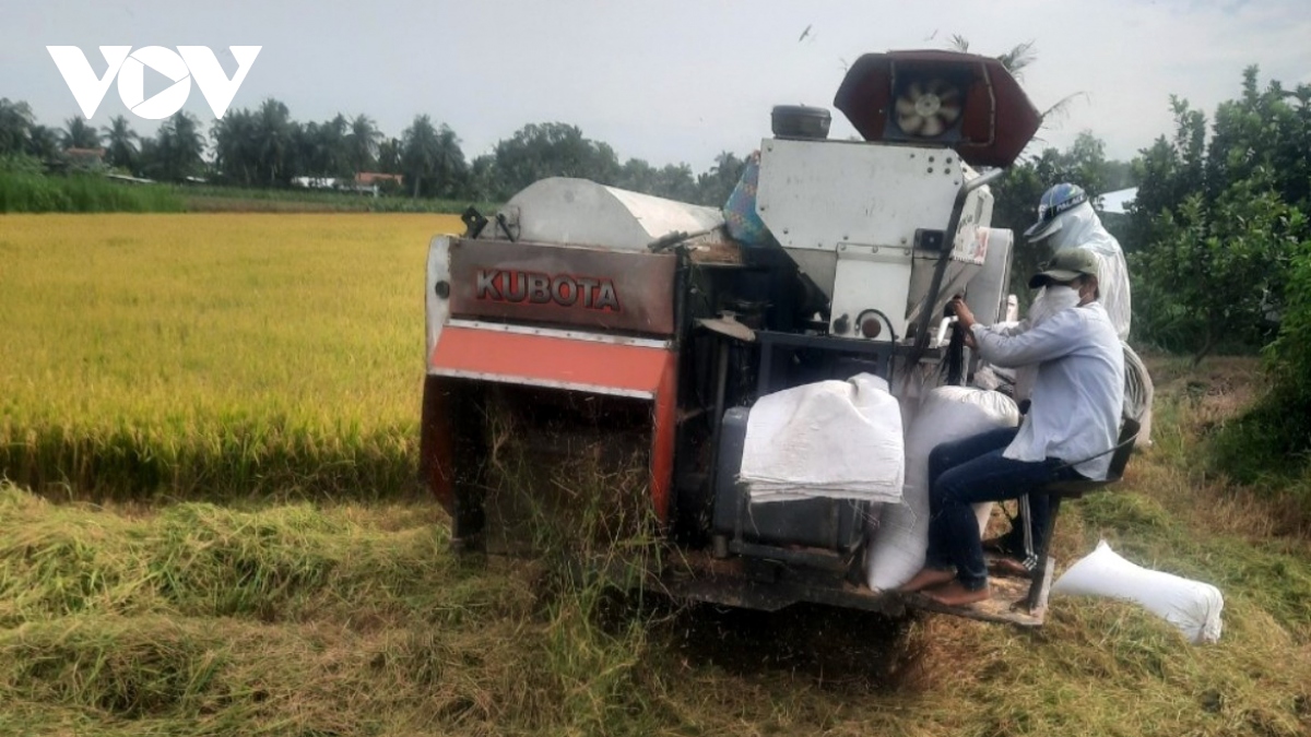 lua Dong xuan o tien giang duoc gia, nong dan lai 30 trieu dong ha hinh anh 1