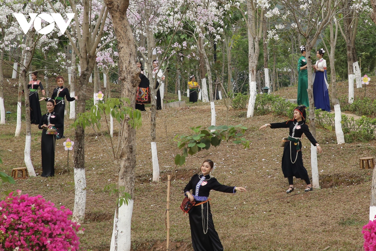 mua hoa ban son la - det nhung sac mau van hoa hinh anh 1