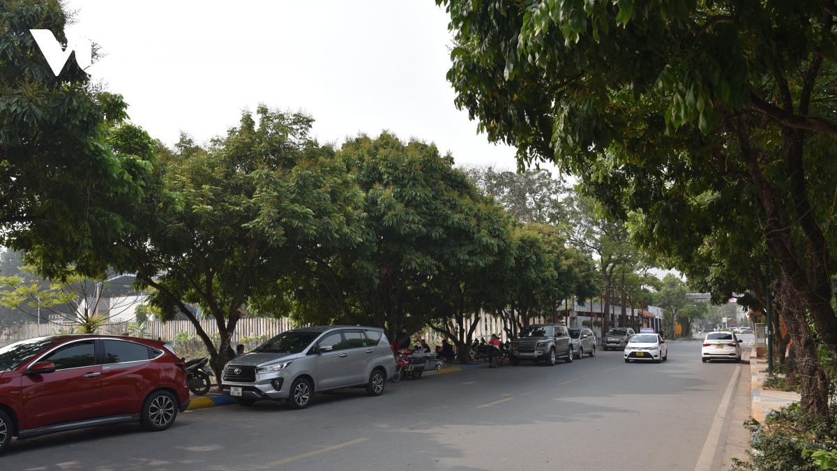 ha noi se trong moi 500.000 cay xanh do thi cho bong mat hinh anh 1
