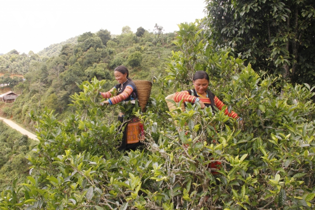 son la huong toi nhung san pham ocop 5 sao hinh anh 1