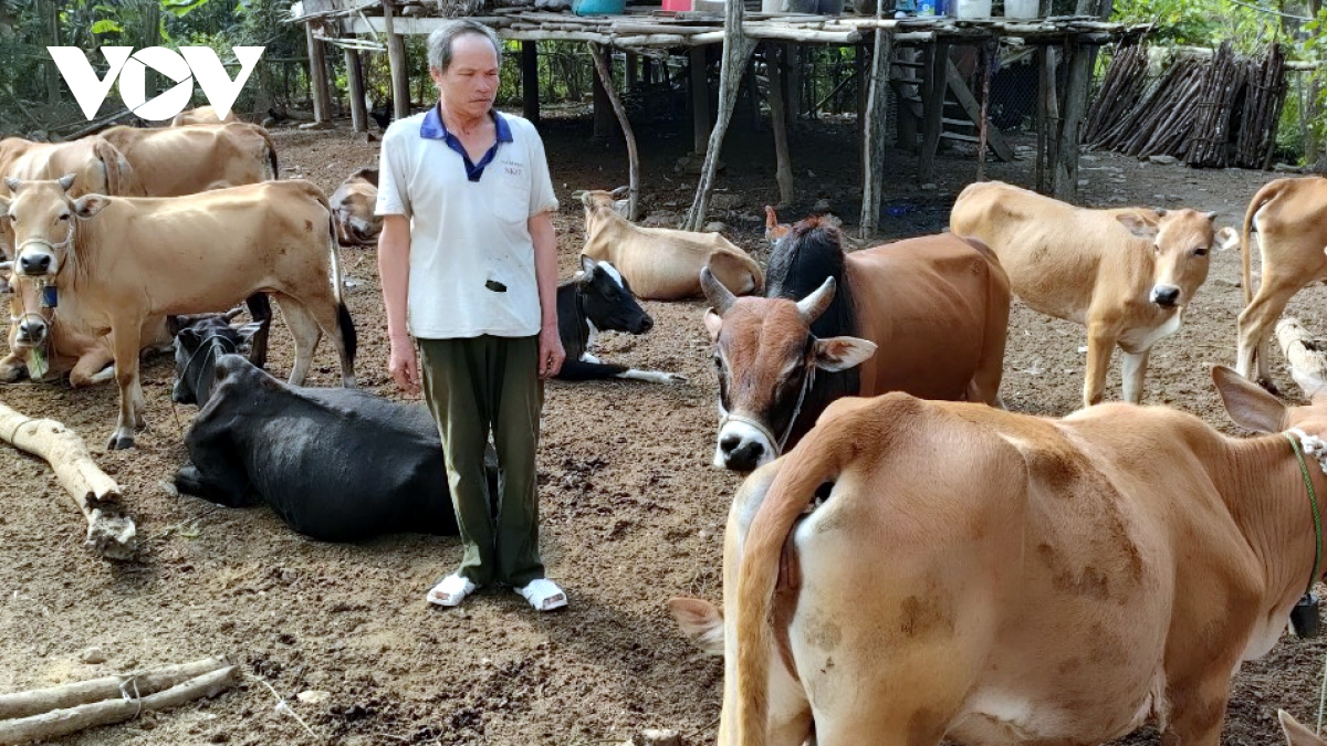 cuu chien binh cua ban muong hinh anh 1