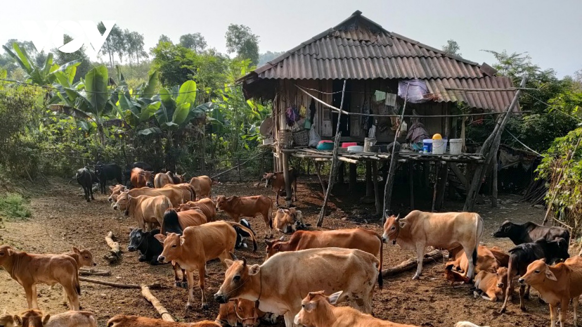 cuu chien binh cua ban muong hinh anh 2