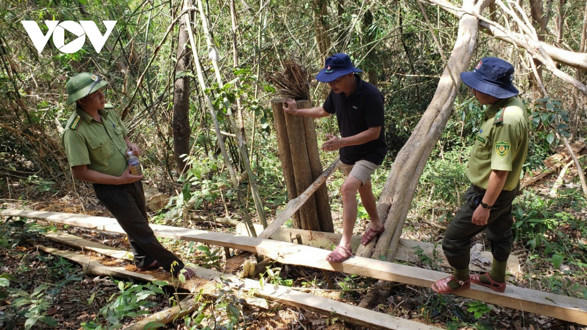 xac dinh 2 doi tuong trong vu khai thac trai phep 149 cay go o gia lai hinh anh 1