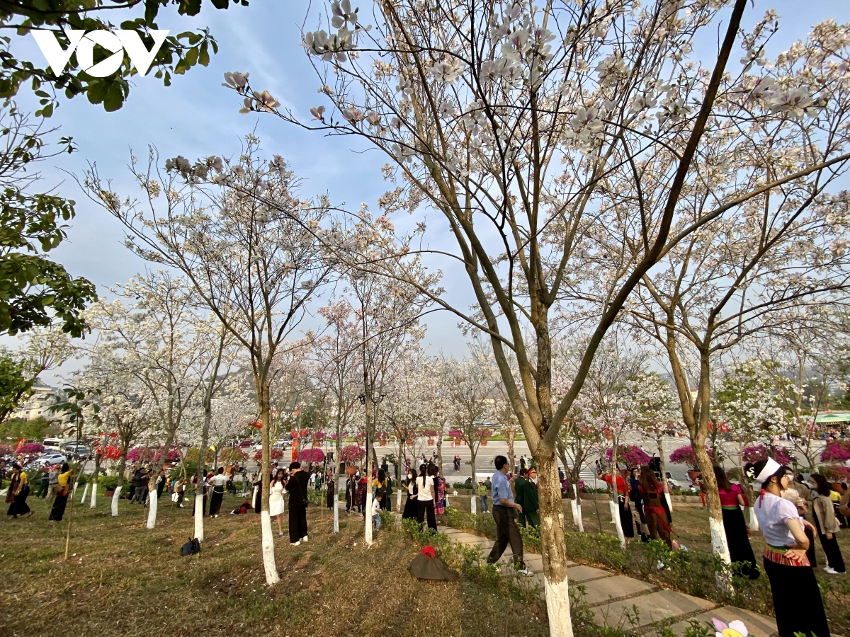 mua hoa ban son la - det nhung sac mau van hoa hinh anh 4