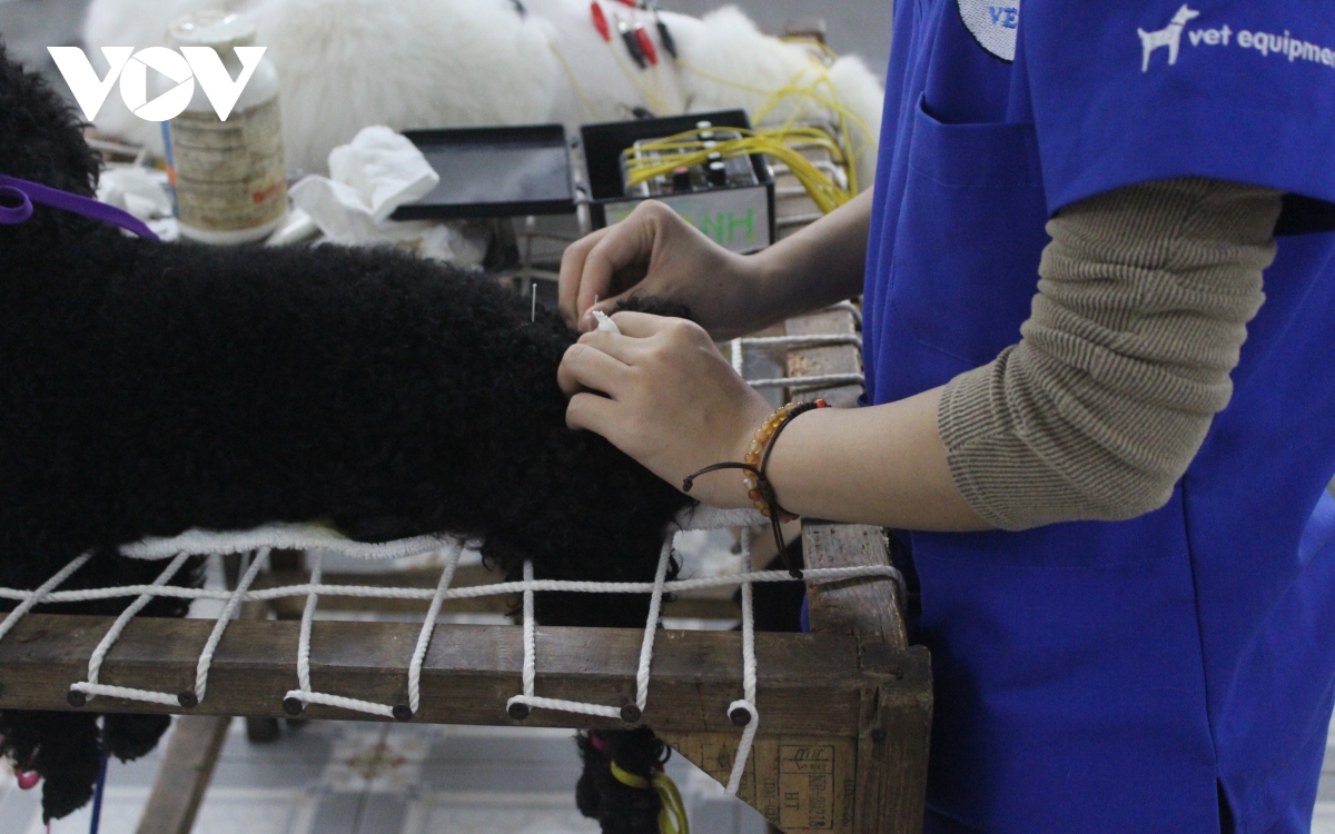 can canh phong kham thu y mien phi cua ba giao 90 tuoi o ha noi hinh anh 12