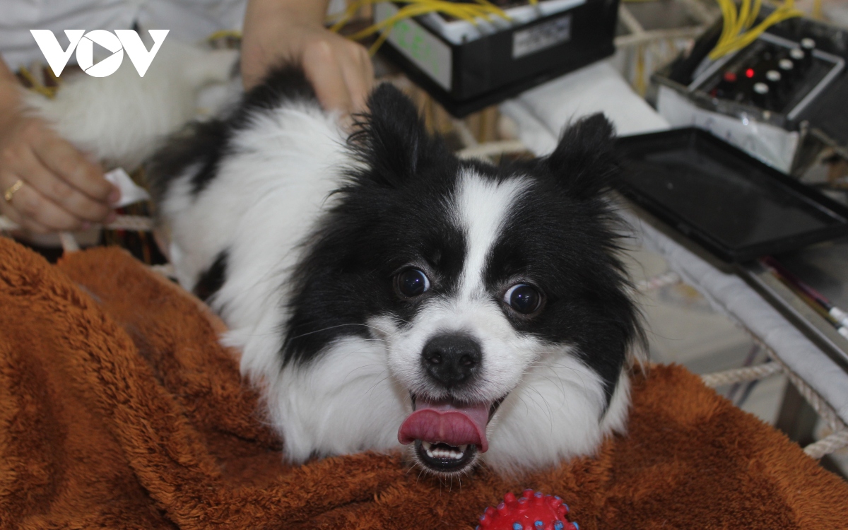 can canh phong kham thu y mien phi cua ba giao 90 tuoi o ha noi hinh anh 13