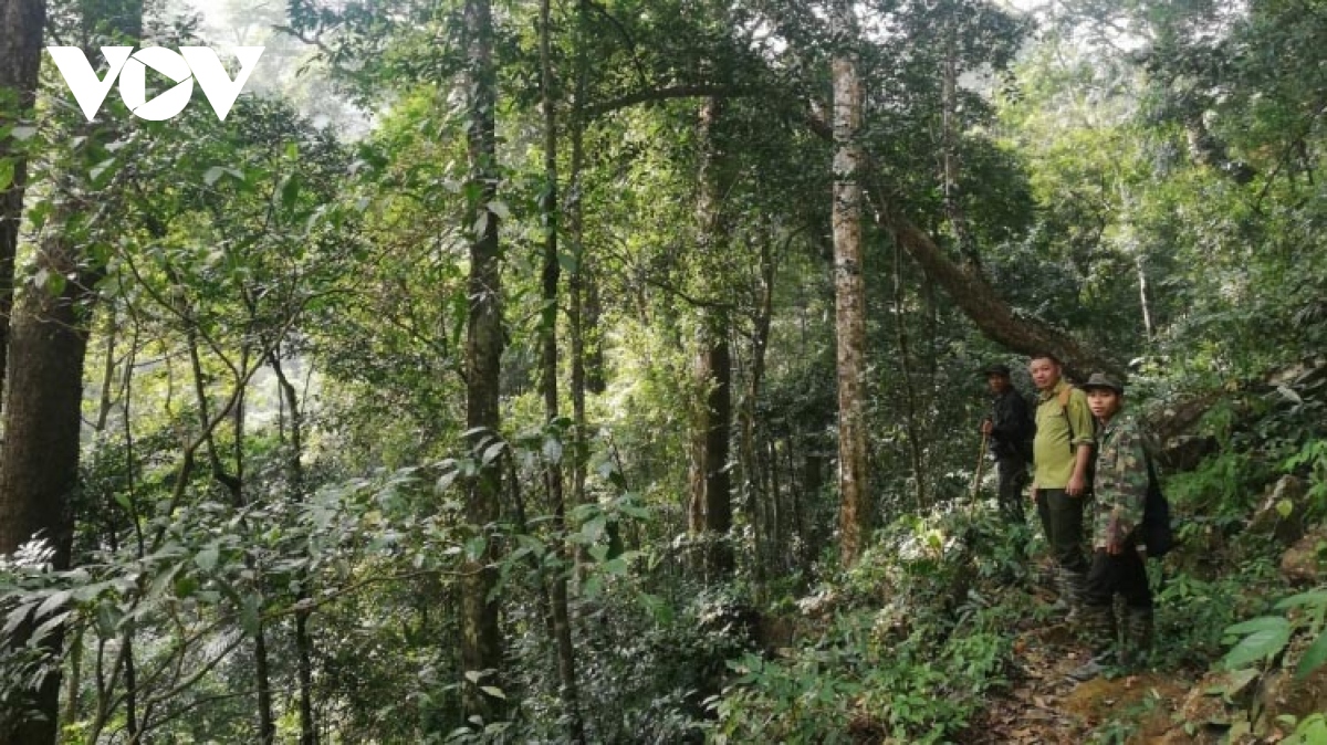 can muc ho tro tuong xung de nguoi dan song duoc tu bao ve rung hinh anh 1