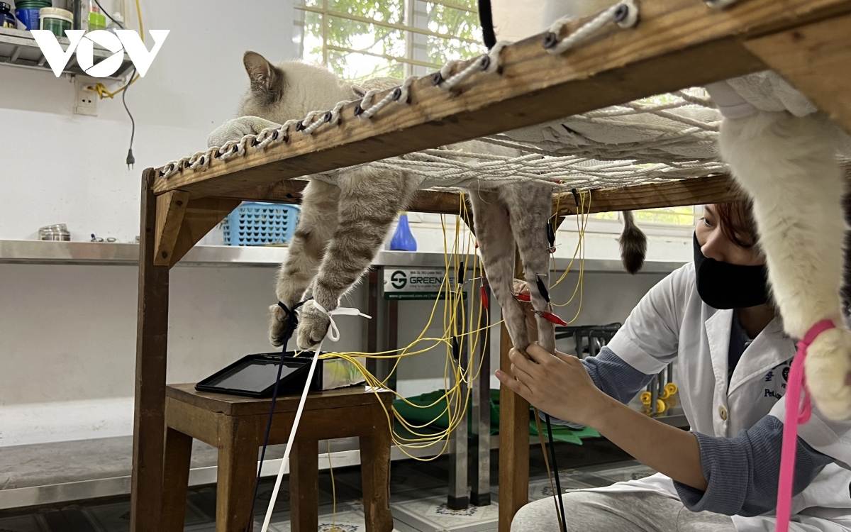 can canh phong kham thu y mien phi cua ba giao 90 tuoi o ha noi hinh anh 11