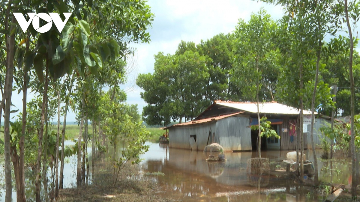 doanh nghiep cau cuu vi bi lan chiem dat, lanh dao tinh binh phuoc chi dao nong hinh anh 1