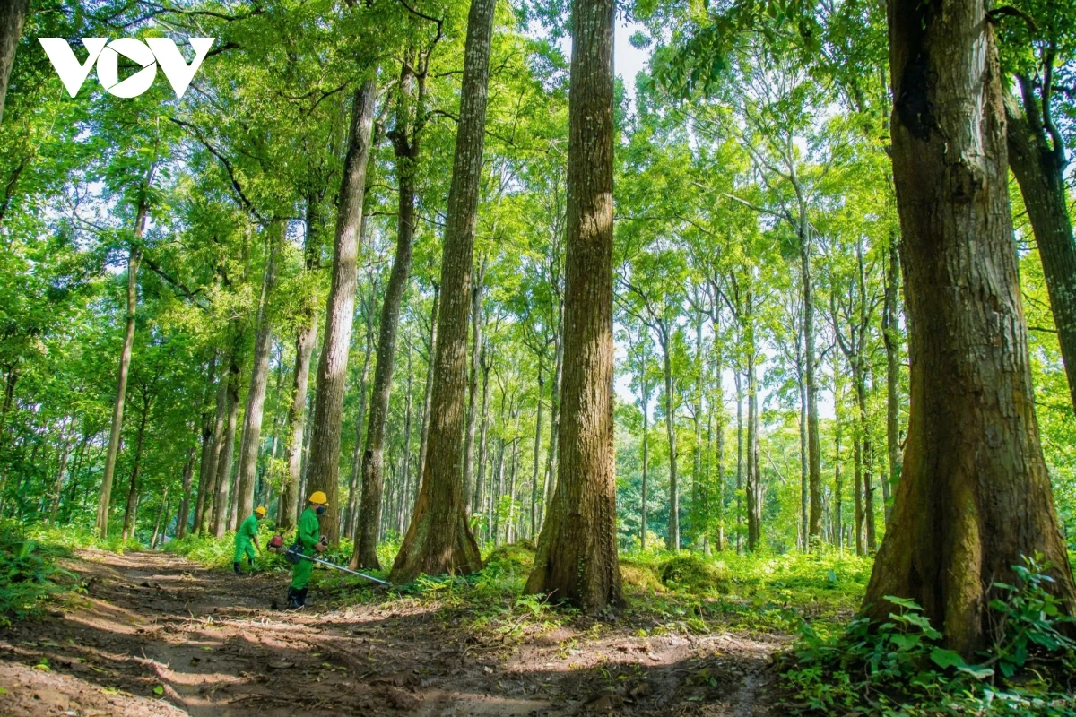 Hơn 102 triệu USD bảo vệ rừng, cải thiện sinh kế Tây Nguyên và Duyên hải Nam Trung Bộ.