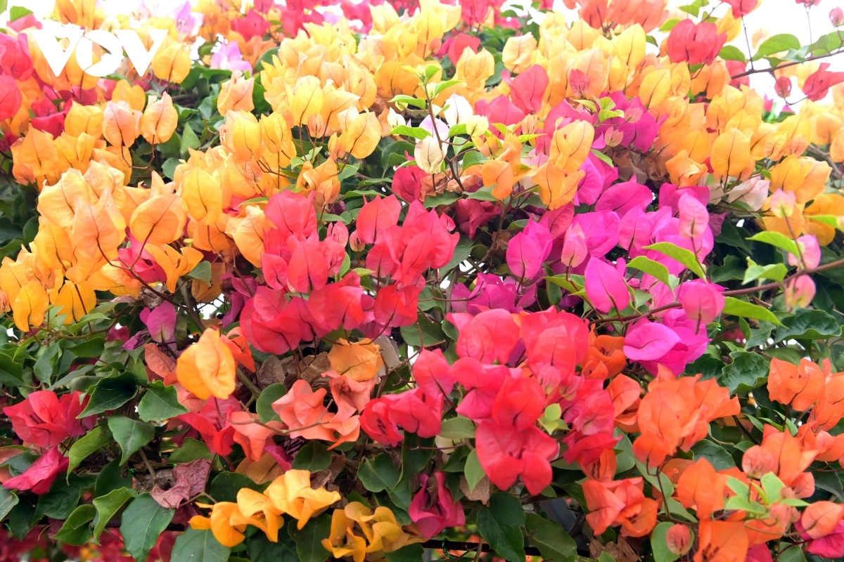 Hoa giay phu dong no giua mua lo (4).JPG