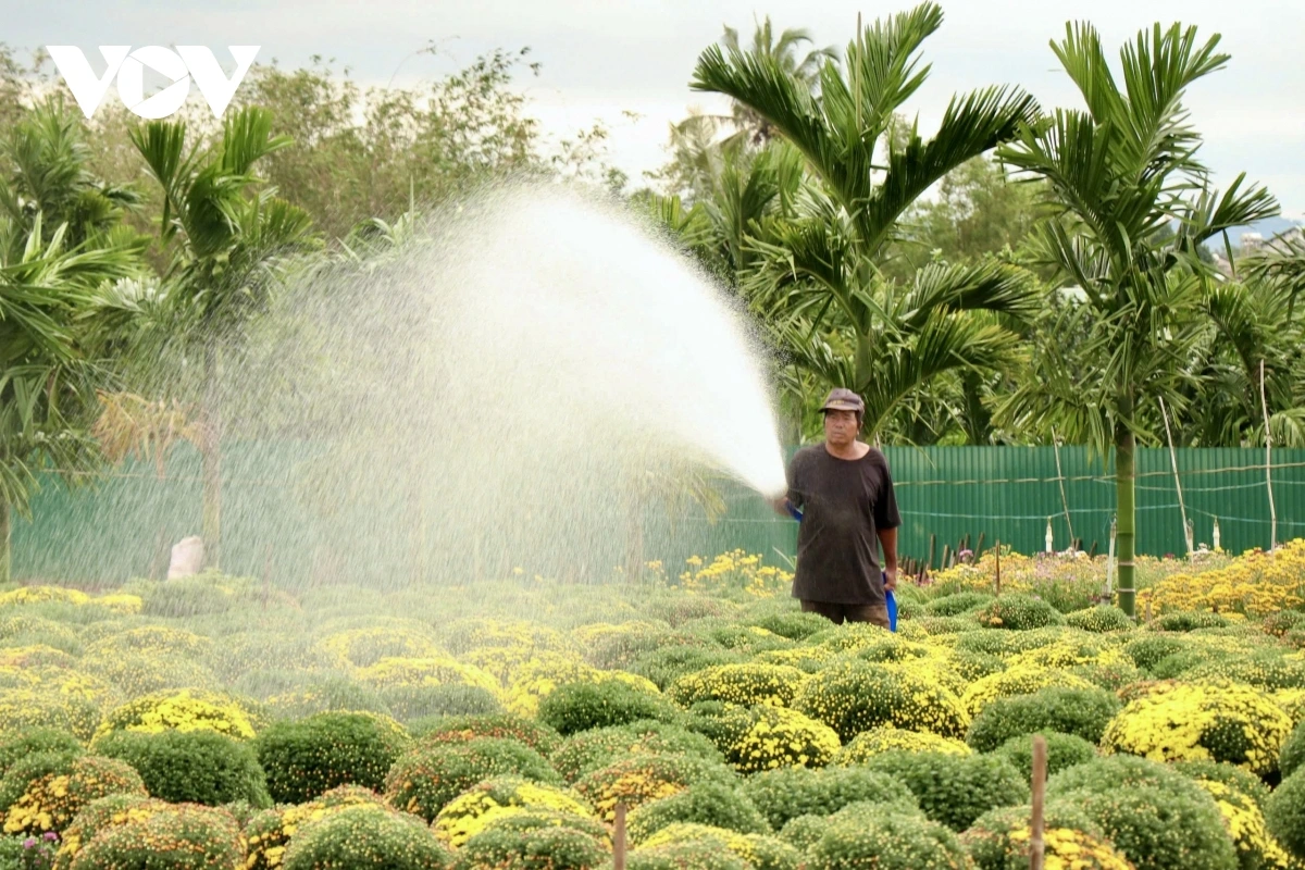 Nhiều vườn cúc ở Đắk Lắk đã được thương lái đặt hàng.