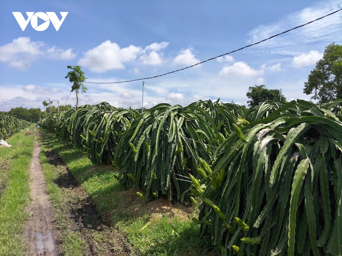 Vườn cây thanh long nghịch vụ bắt đầu ra hoa và ra Giêng sẽ thu hoạch 