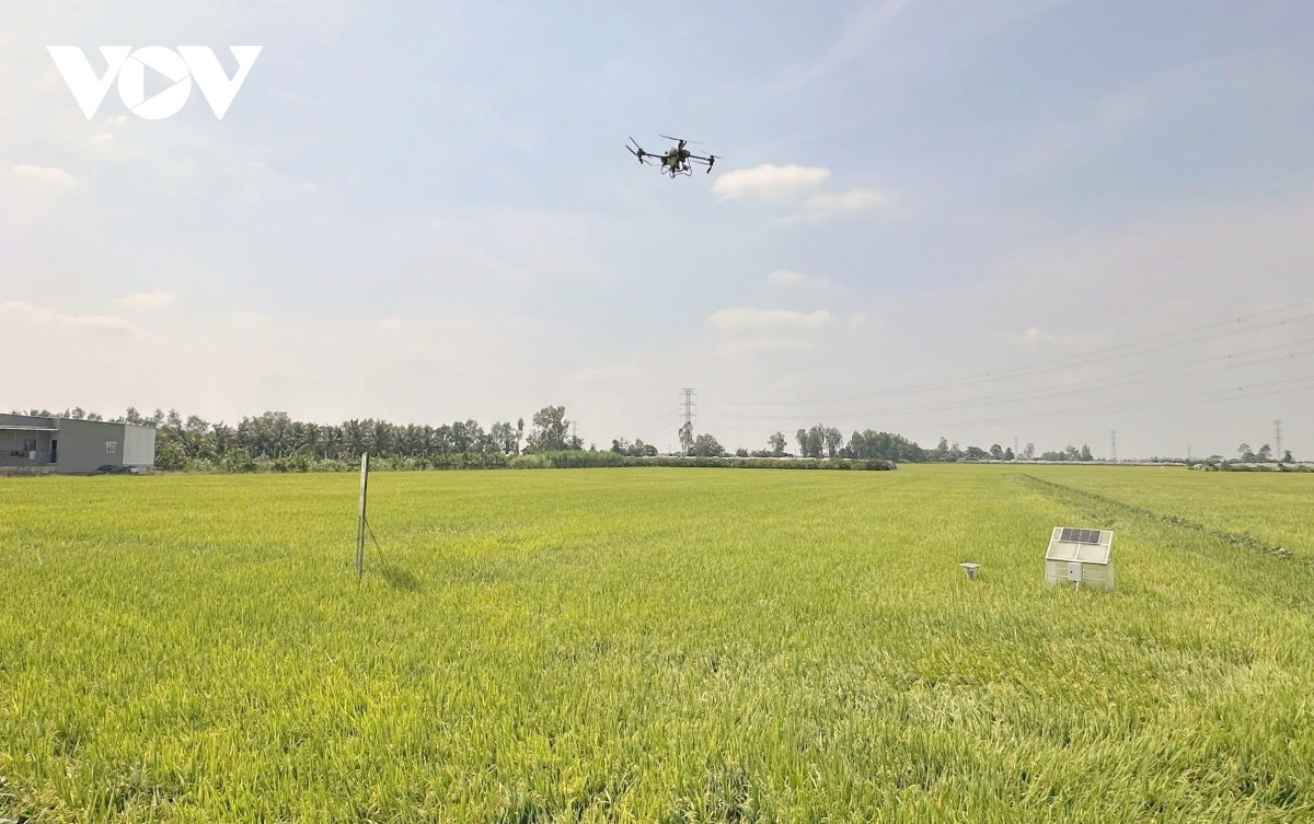 su_dung_dron_phun_thuoc_tren_canh_dong_lua_vung_dbscl_20260307080337.jpg