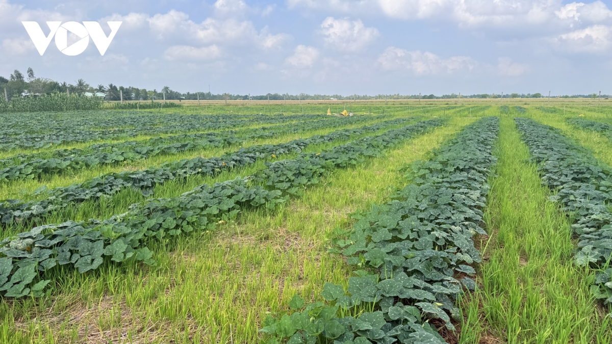 Ruộng lúa ở xã Tài Văn, TP Cần Thơ được chuyển sang trồng màu trong mùa khô.jpg