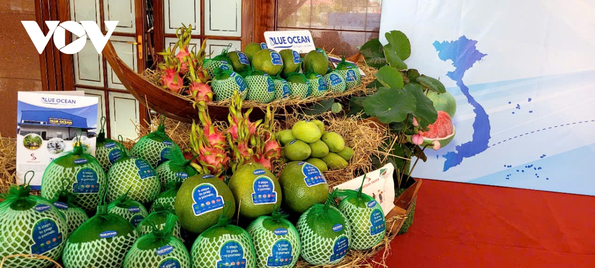 Trái bưởi da xanh tỉnh Đồng Tháp sẽ nâng cao giá trị khi xuất khẩu sang các thị trường khó tính.jpg