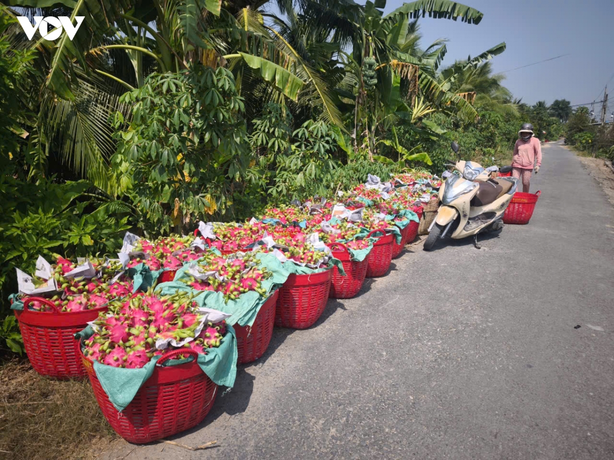 Trong một thời gian dài, trái thanh long dao động ở mức thấp nhà vườn không có lãi.jpg