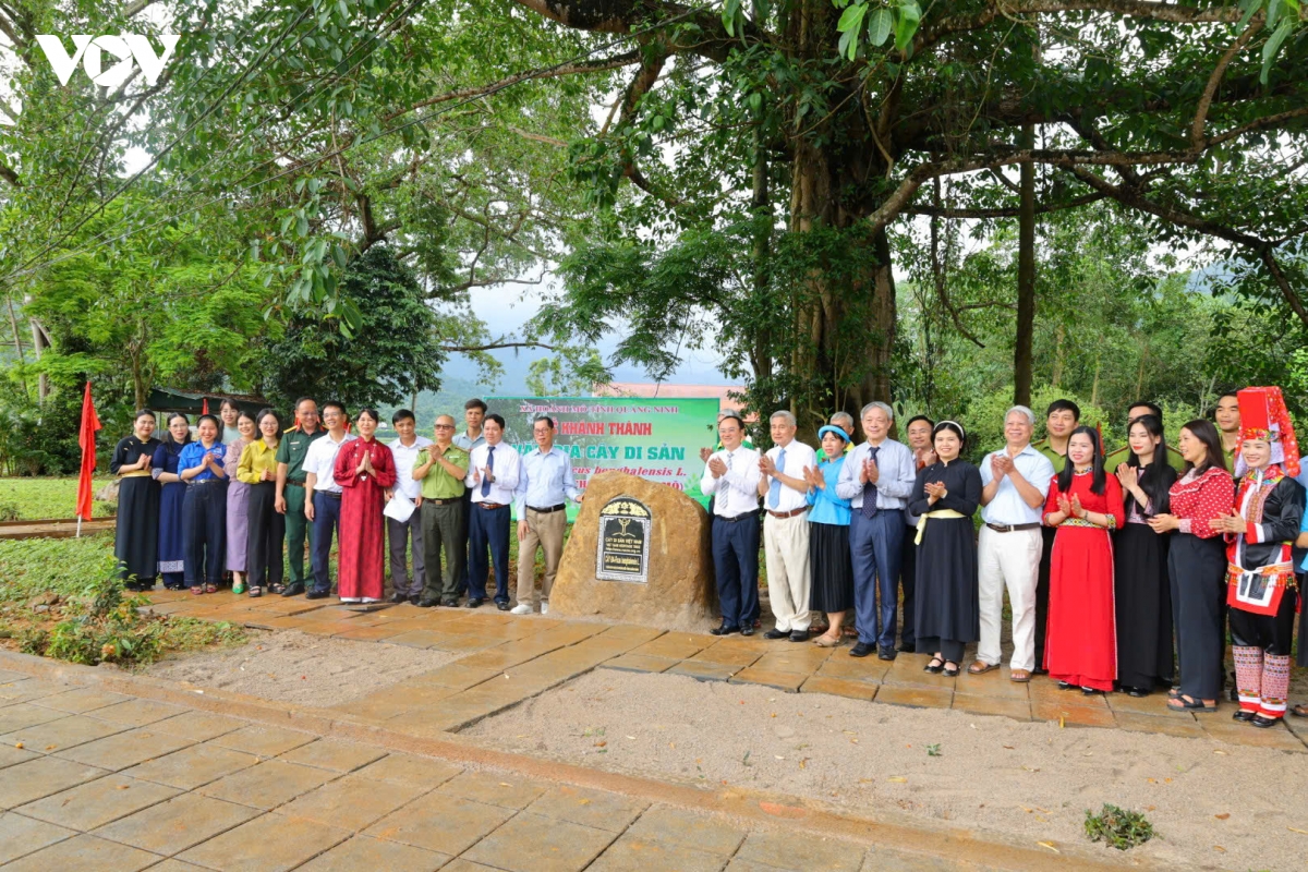 cay-di-san-hoanh-mo_3.jpg
