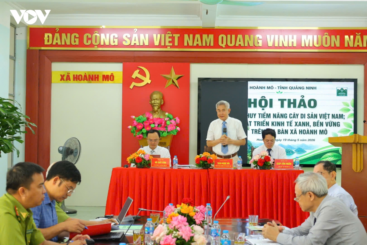 cay-di-san-hoanh-mo_5.jpg
