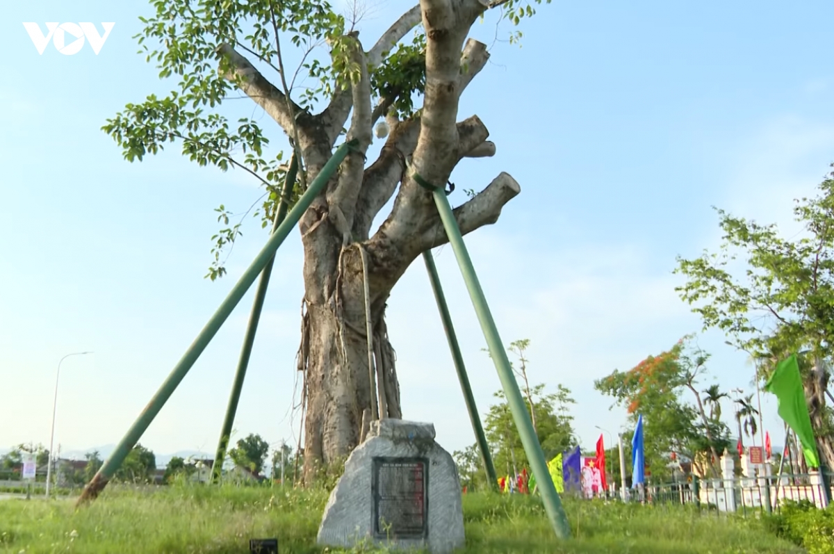 cay_da_lich_su_cua_que_huong_kim_lien_noi_tung_chung_kien_bac_ho_ve_tham_que_sau_nhieu_nam_xa_cach_1.png