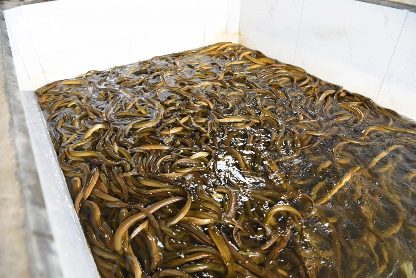 mo_hinh_luon_3.jpg