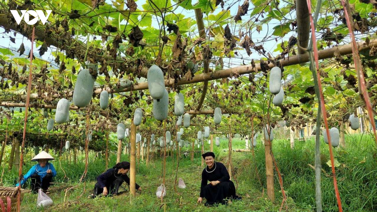 mo_hinh_trong_bi_xanh_theo_huong_hang_hoa_mang_lai_hieu_qua_kinh_te_tai_dia_phuong.jpg
