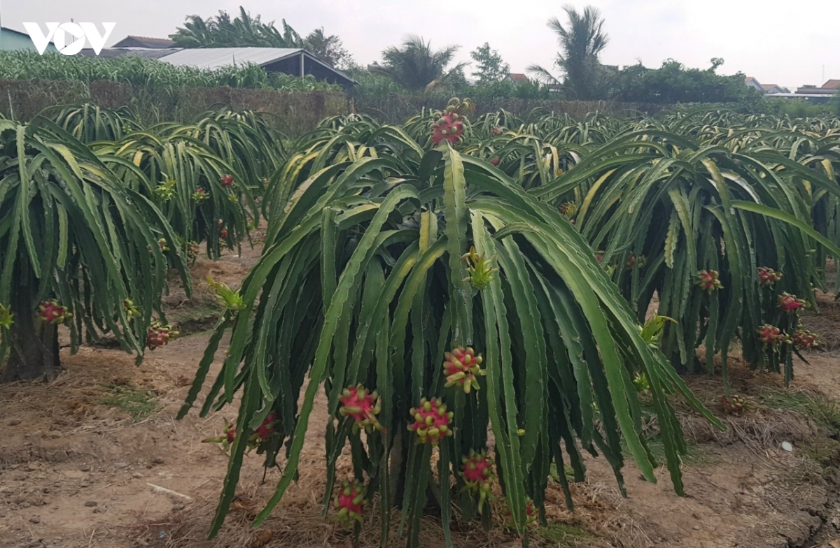 nang_cao_chat_luong_trai_cay_da_dang_thi_truong_xuat_khau_moi_khac_phuc_tinh_trang_doi_hang_rot_gia_.jpg