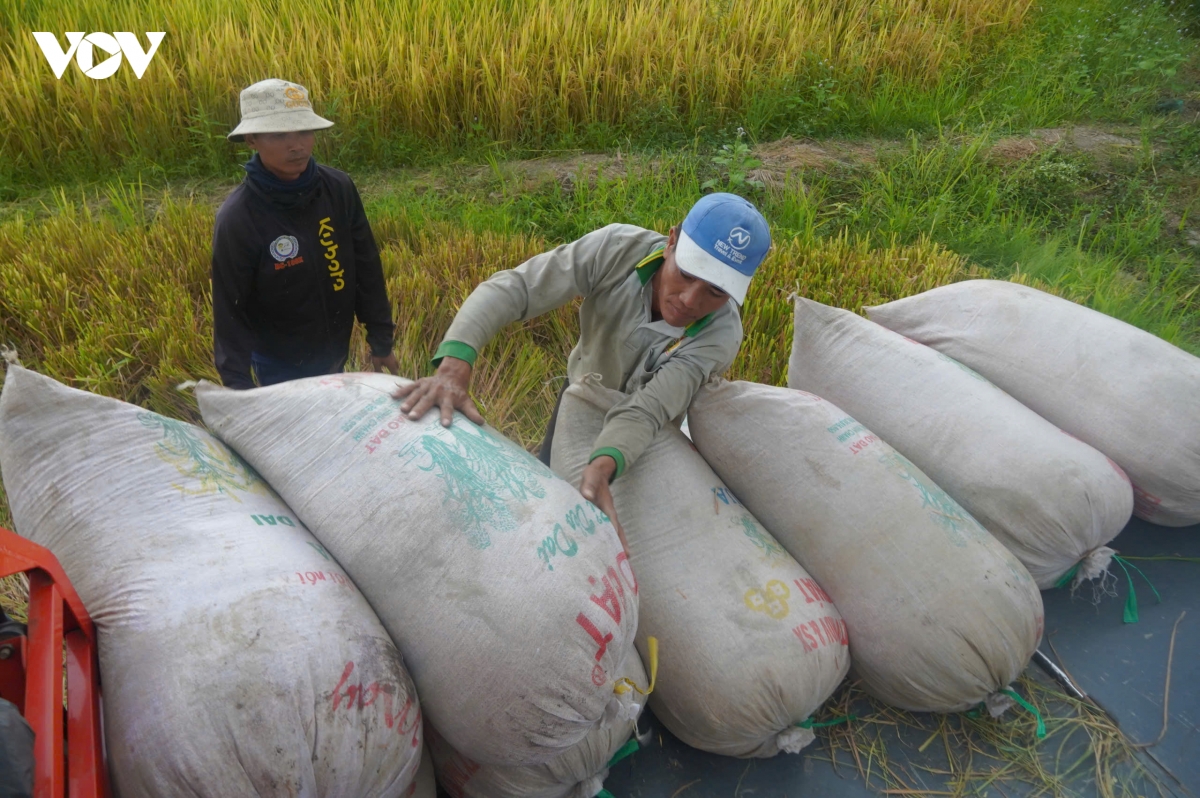 nang_cao_kha_nang_canh_tranh_cua_gao_viet_nam_tren_thi_truong_the_gioi.jpg