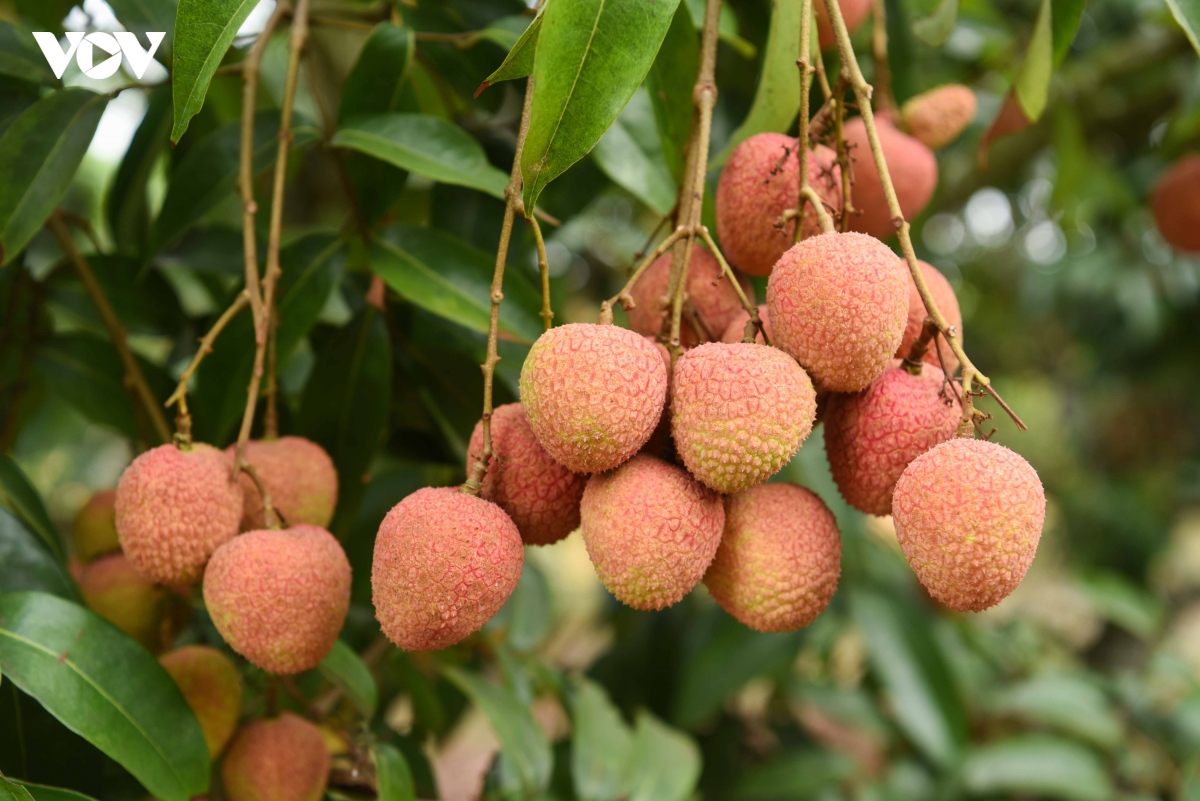 thu_phu_vai_thieu_7.jpg