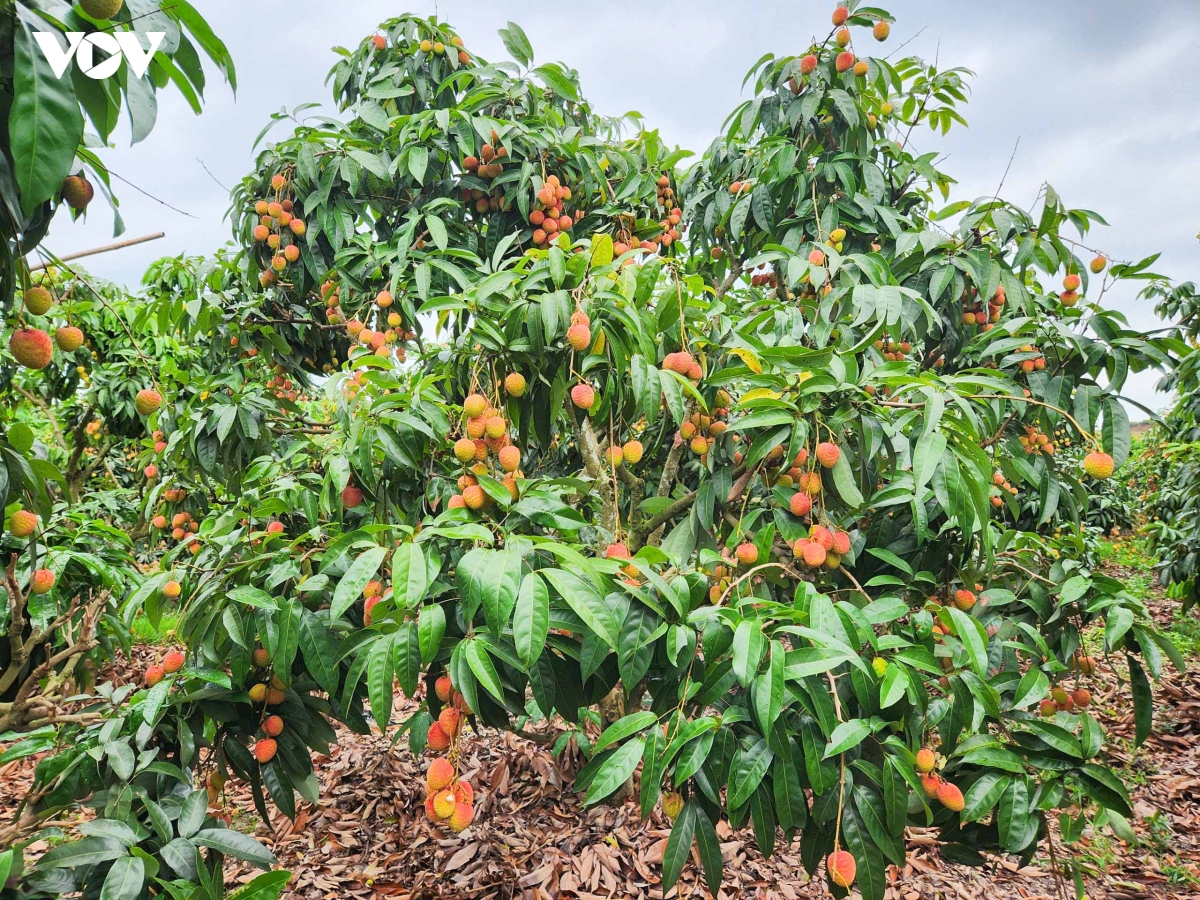 thu_phu_vai_thieu_9.jpg