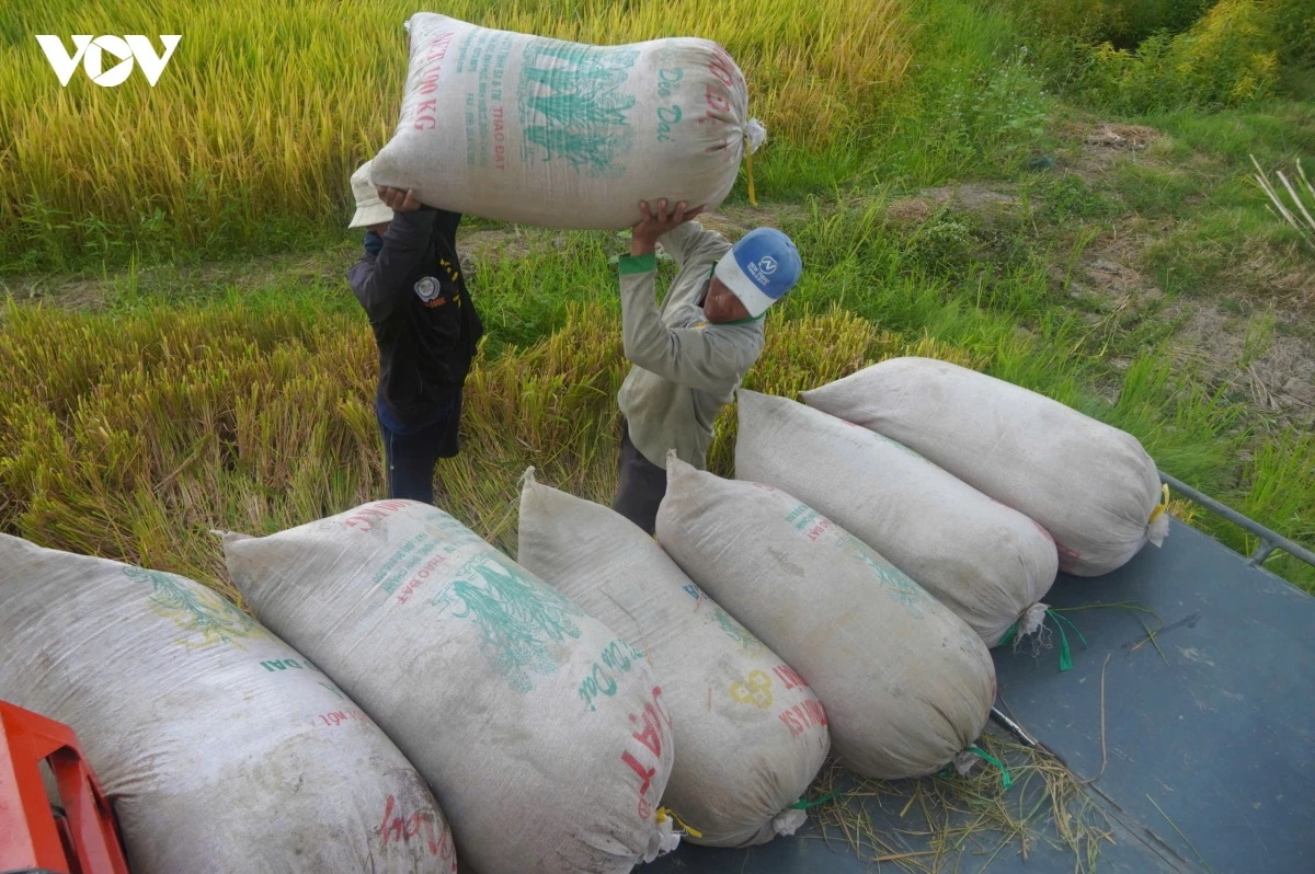 tung_buoc_nang_cao_vi_the_gao_viet_nam_tren_thi_truong_quoc_te.jpg