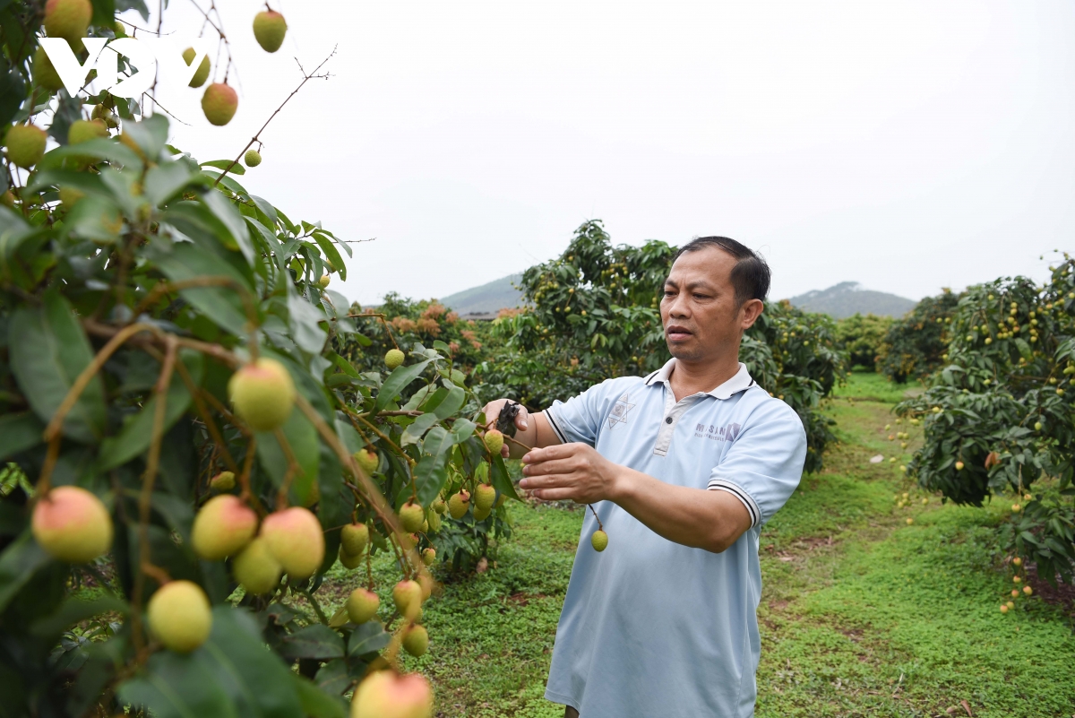 vai_thieu_phuc_hoa_2.jpg