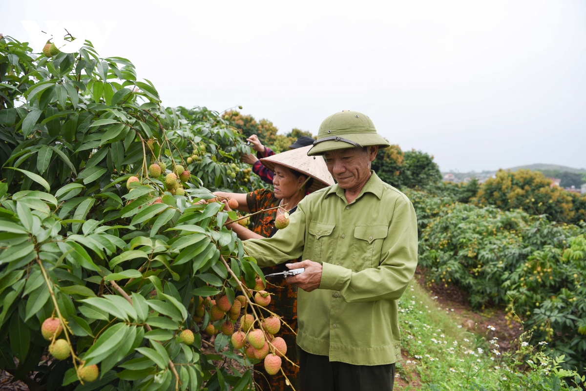vai_thieu_phuc_hoa_4.jpg