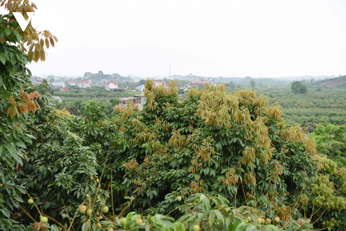 vai_thieu_phuc_hoa_6.jpg