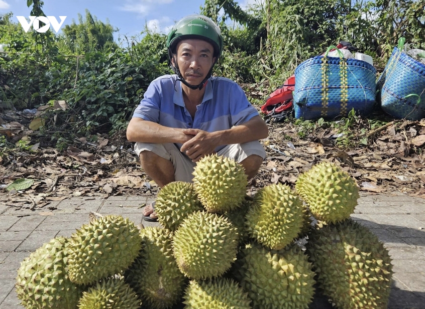 viec_tieu_thu_trai_sau_rieng_gap_kho_khan_gia_thap.jpg