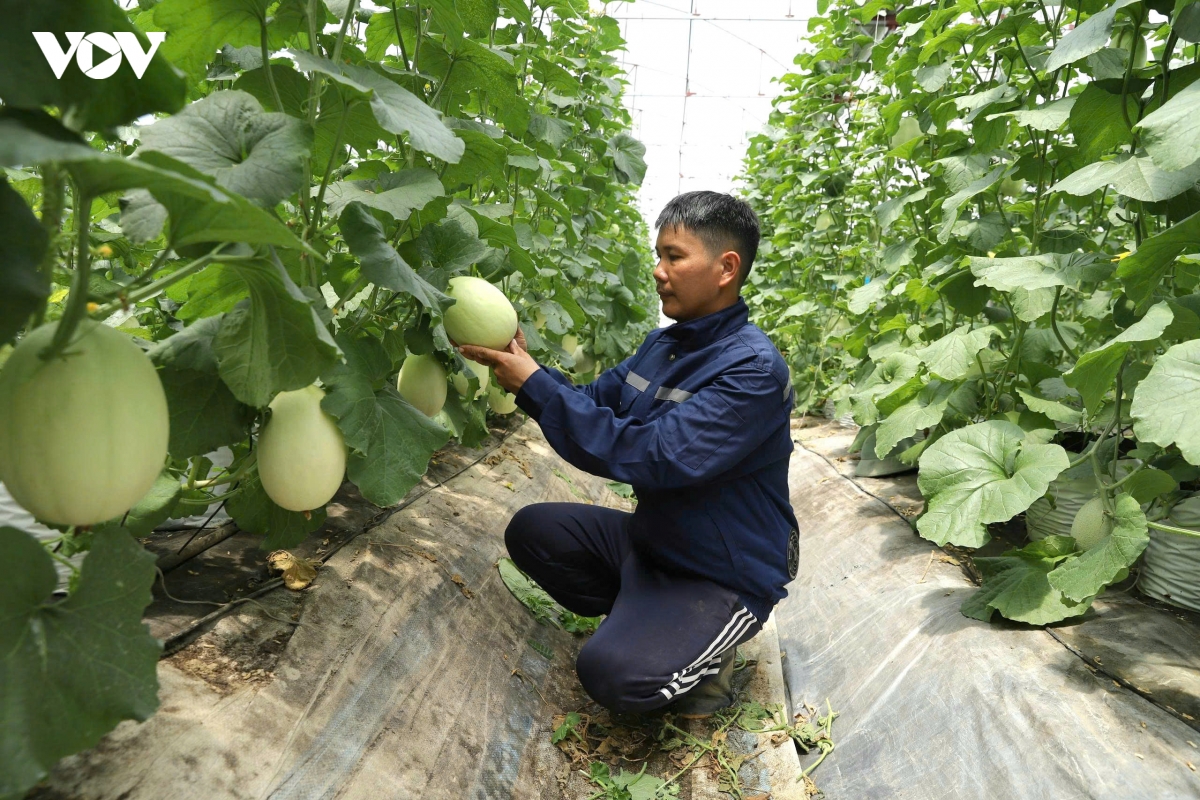 canh_tac_trong_nha_mang_cho_nang_suat_cao_va_san_pham_chat_luong.jpg