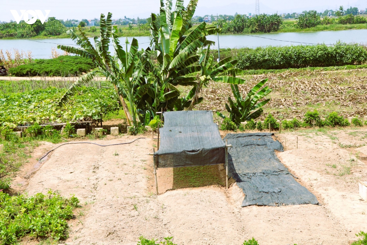 chong_nang_cho_cay_trong.jpg