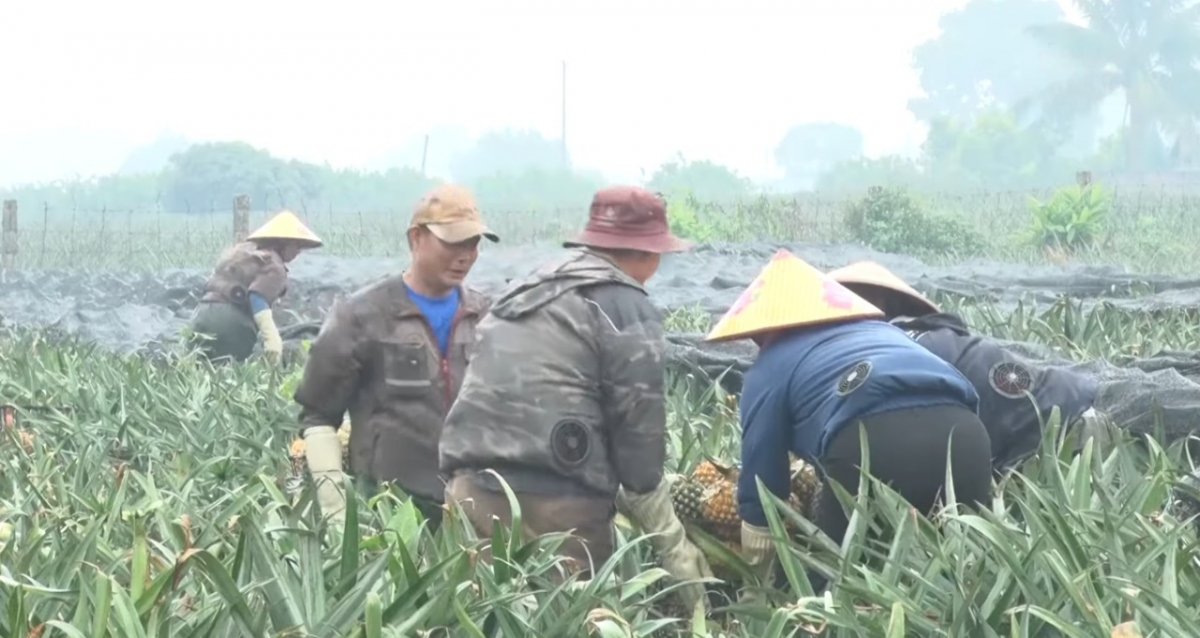 nguoi_dan_xa_ha_long_thu_hoach_duaong_vu_xuan_hai_thon_dong_hau_xa_ha_long.jpeg