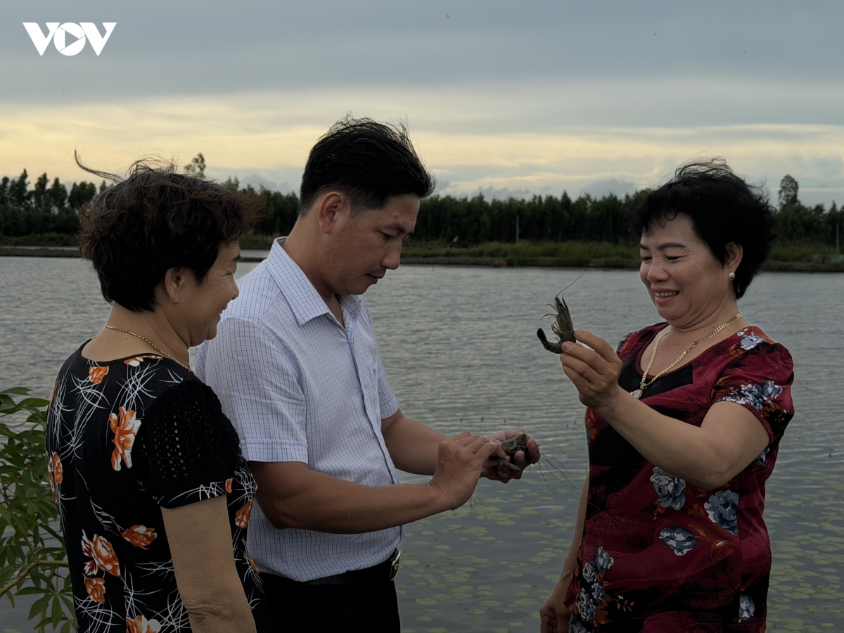 nong_dan_luong_tam_phan_khoi_khi_thu_hoach_dot_tom_dau_cho_thu_nhap_cao.jpg