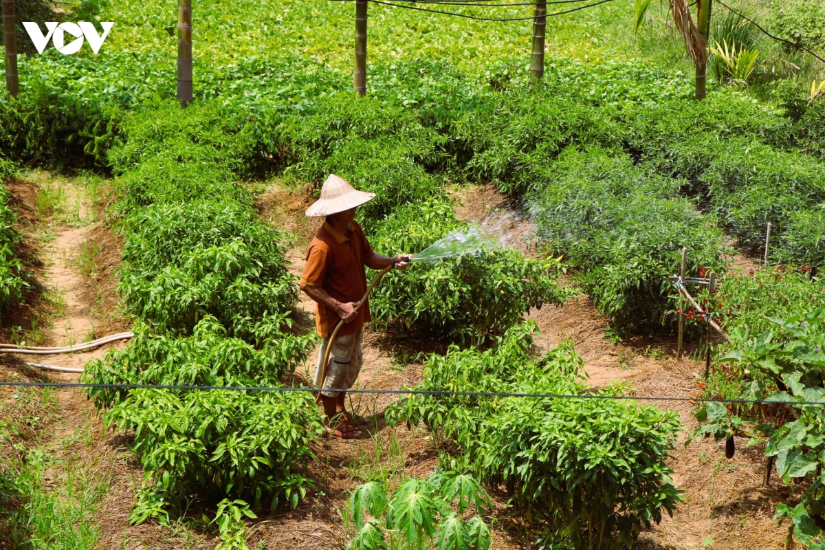 nong_dan_tranh_thu_tuoi_nuoc_cuu_han_cho_cay_trong.jpg