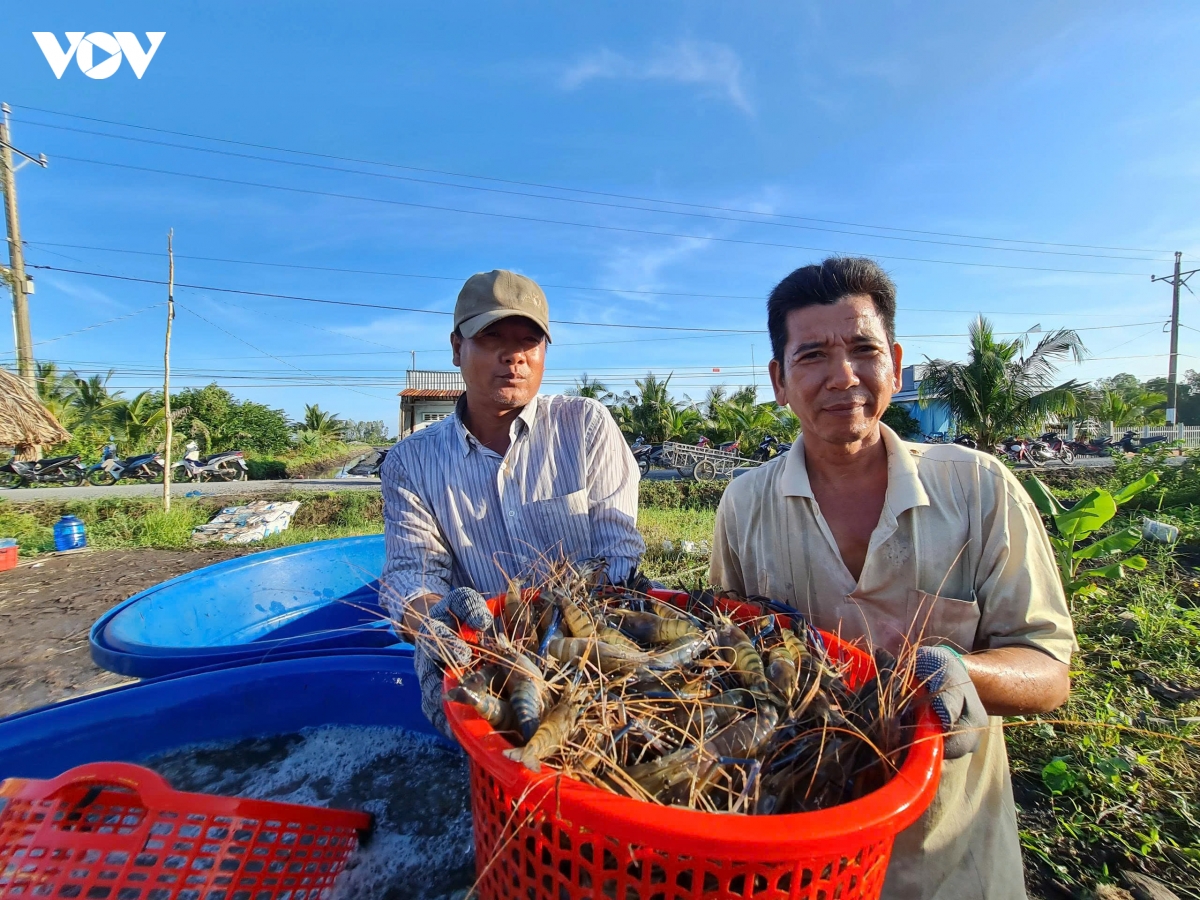 nong_dan_xa_luong_tam_thu_hoach_tom_cang_xanh_vao_dip_cuoi_nam.jpg