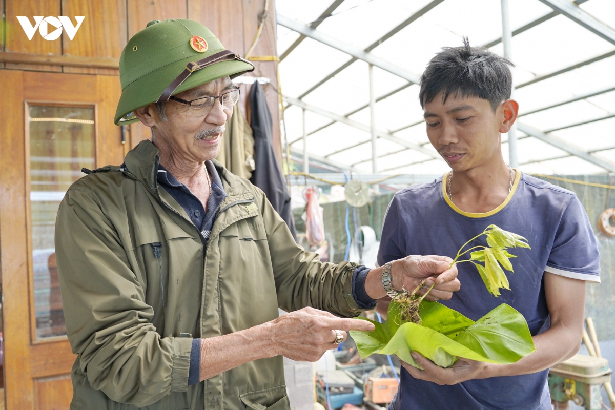 ong_bui_nhu_chuong_giup_do_nguoi_trong_sam_tri_cac_loai_benh_o_cay_sam_ngoc_linh.jpg
