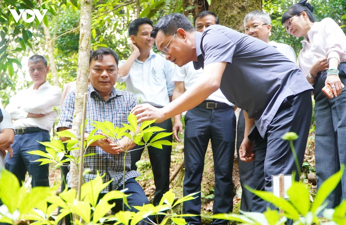 ong_le_ngoc_quang_bi_thu_thanh_uy_da_nang_ben_phai_khao_sat_vung_trong_sam_ngoc_linh.jpg