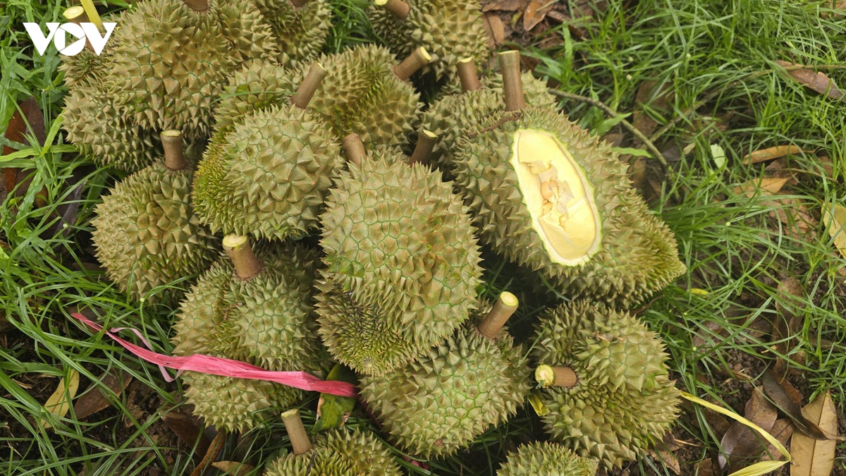 sau_rieng_6.jpg