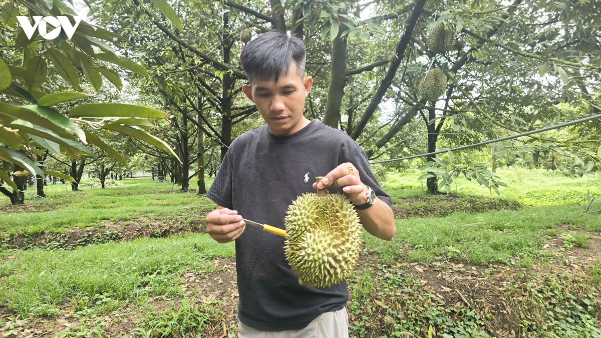 sau_rieng_7.jpg